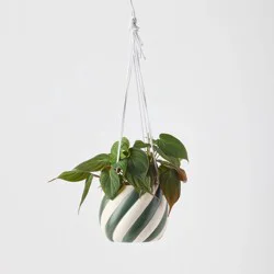 Holiday Sweet Treat Live Plant(It May Vary) - Good Little Garden™