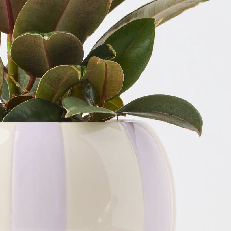 slide 2 of 9, Holiday Minty Live Plant(It May Vary) - Good Little Garden™, 1 ct