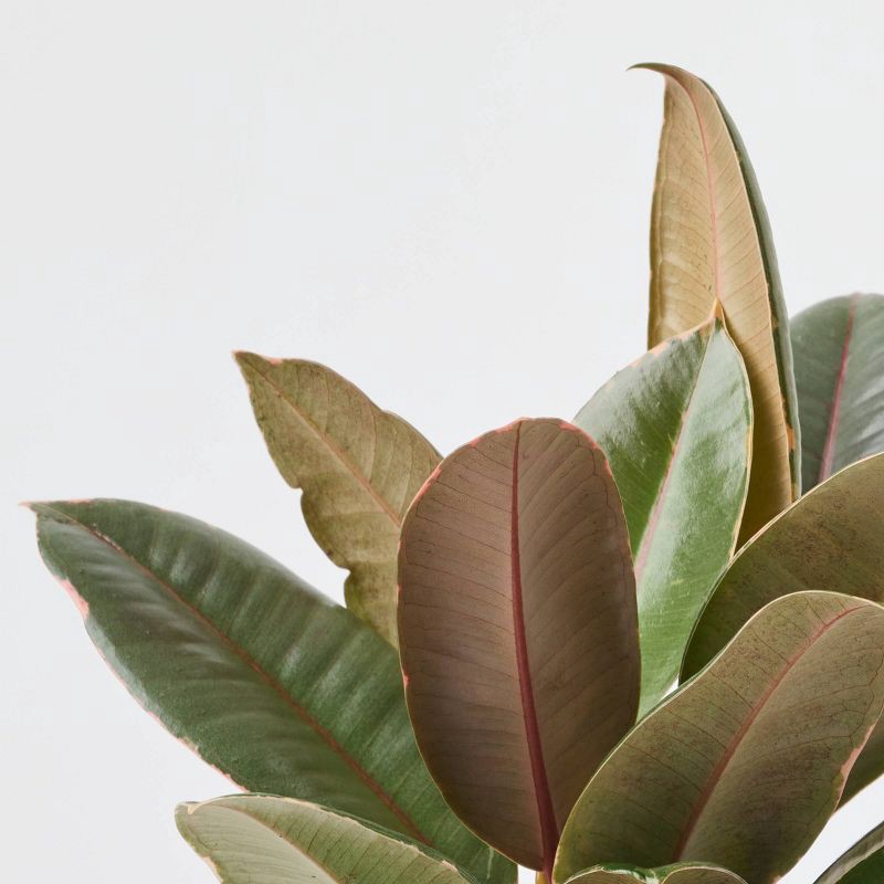 slide 3 of 9, Holiday Minty Live Plant(It May Vary) - Good Little Garden™, 1 ct