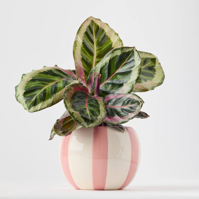 slide 4 of 9, Holiday Minty Live Plant(It May Vary) - Good Little Garden™, 1 ct