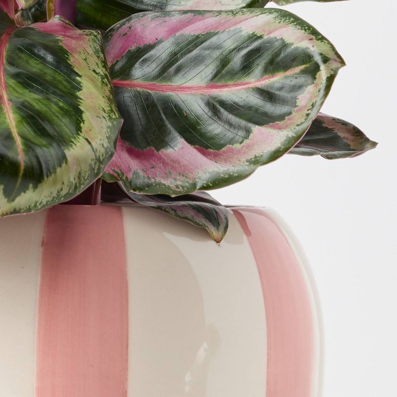 slide 5 of 9, Holiday Minty Live Plant(It May Vary) - Good Little Garden™, 1 ct