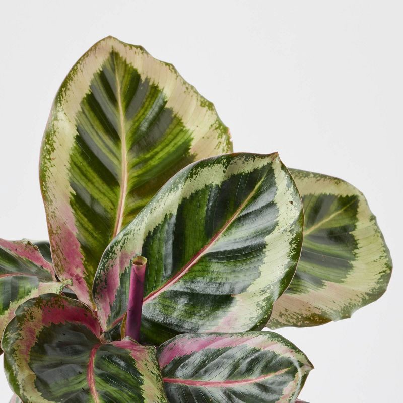 slide 6 of 9, Holiday Minty Live Plant(It May Vary) - Good Little Garden™, 1 ct