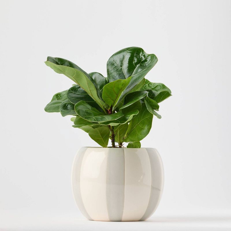 slide 7 of 9, Holiday Minty Live Plant(It May Vary) - Good Little Garden™, 1 ct