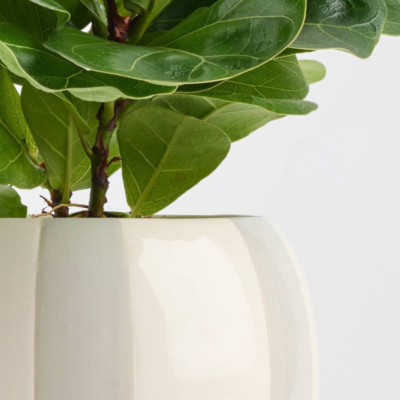 slide 8 of 9, Holiday Minty Live Plant(It May Vary) - Good Little Garden™, 1 ct