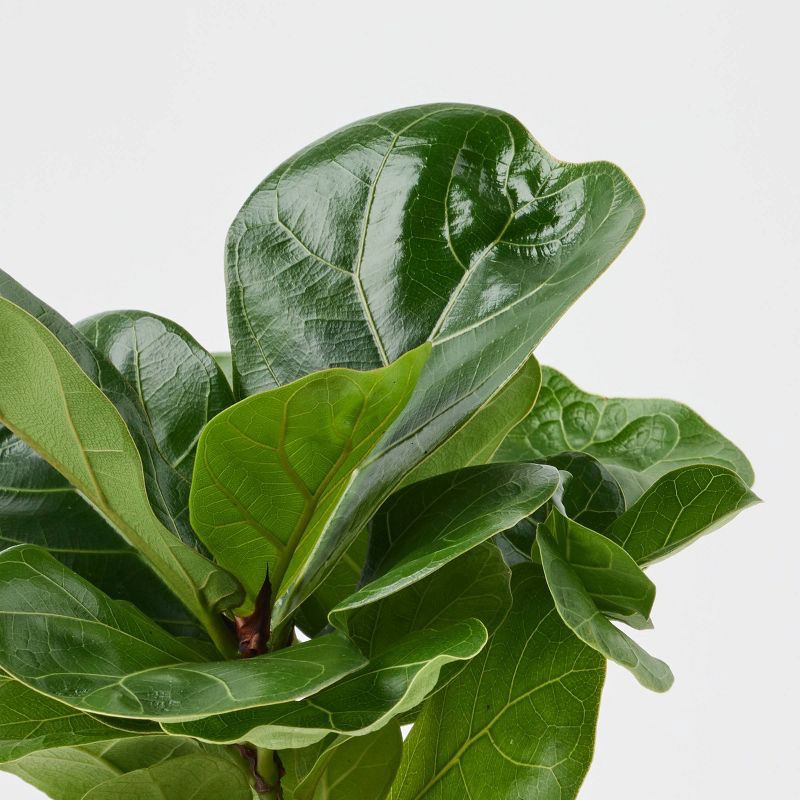 slide 9 of 9, Holiday Minty Live Plant(It May Vary) - Good Little Garden™, 1 ct