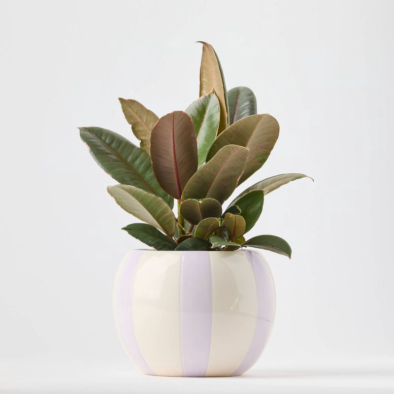 slide 1 of 9, Holiday Minty Live Plant(It May Vary) - Good Little Garden™, 1 ct