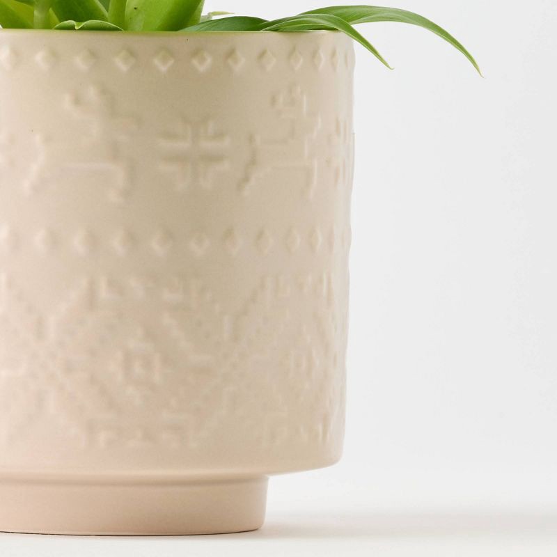 slide 2 of 9, Holiday Nordic Knit Live Plant(It May Vary) - Good Little Garden™, 1 ct