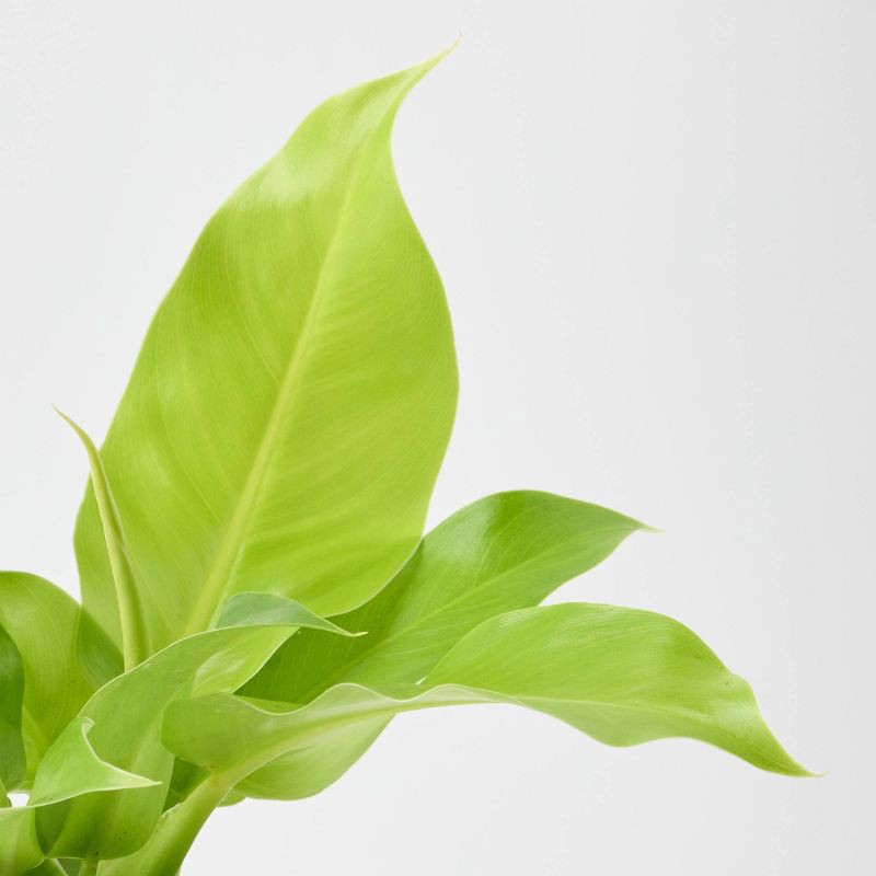 slide 3 of 9, Holiday Nordic Knit Live Plant(It May Vary) - Good Little Garden™, 1 ct