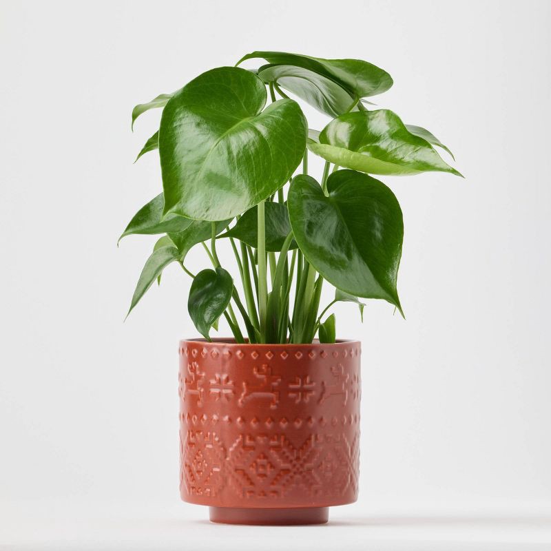 slide 4 of 9, Holiday Nordic Knit Live Plant(It May Vary) - Good Little Garden™, 1 ct