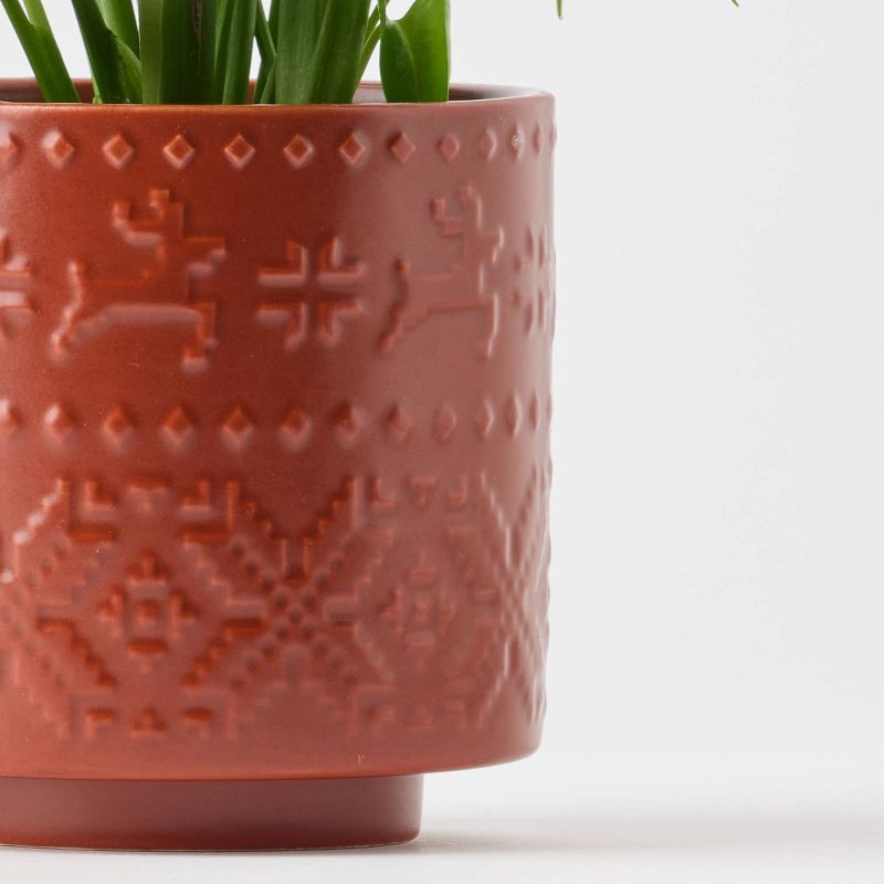 slide 5 of 9, Holiday Nordic Knit Live Plant(It May Vary) - Good Little Garden™, 1 ct