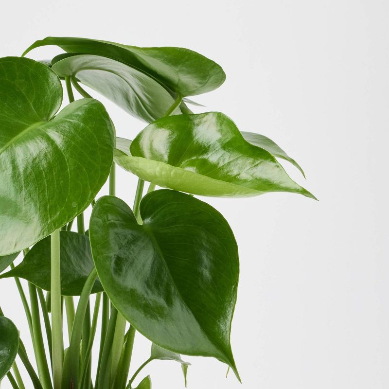 slide 6 of 9, Holiday Nordic Knit Live Plant(It May Vary) - Good Little Garden™, 1 ct