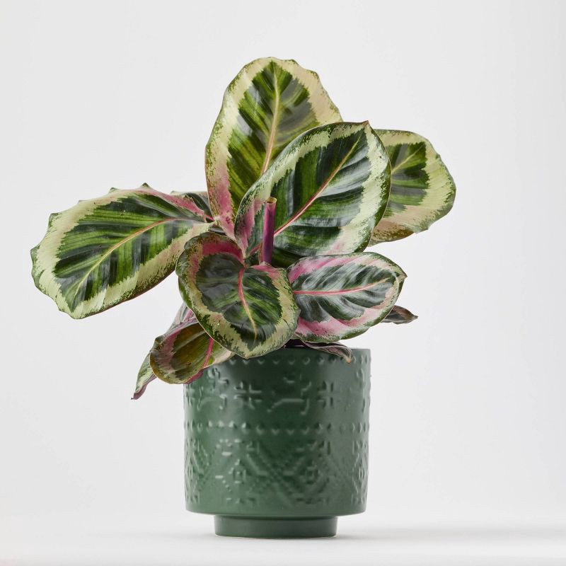 slide 7 of 9, Holiday Nordic Knit Live Plant(It May Vary) - Good Little Garden™, 1 ct