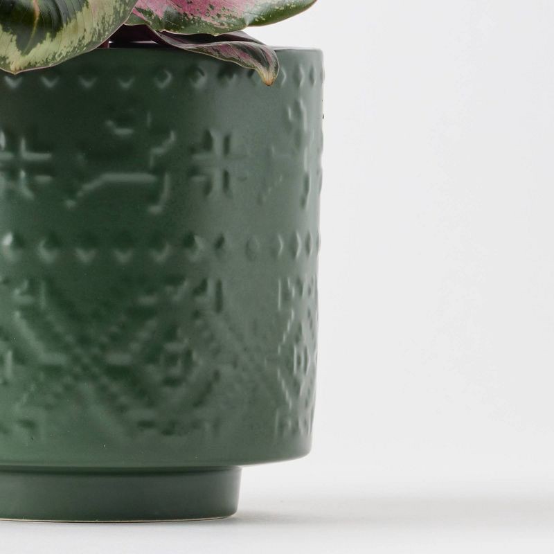 slide 8 of 9, Holiday Nordic Knit Live Plant(It May Vary) - Good Little Garden™, 1 ct