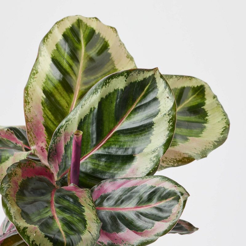 slide 9 of 9, Holiday Nordic Knit Live Plant(It May Vary) - Good Little Garden™, 1 ct