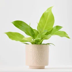 Holiday Nordic Knit Live Plant(It May Vary) - Good Little Garden™