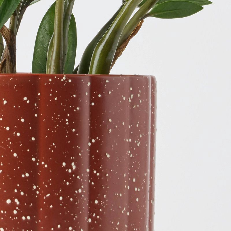 slide 2 of 9, Holiday Evergreen Winter Live Plant(It May Vary) - Good Little Garden™, 1 ct