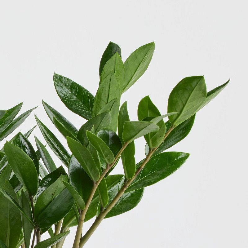 slide 3 of 9, Holiday Evergreen Winter Live Plant(It May Vary) - Good Little Garden™, 1 ct