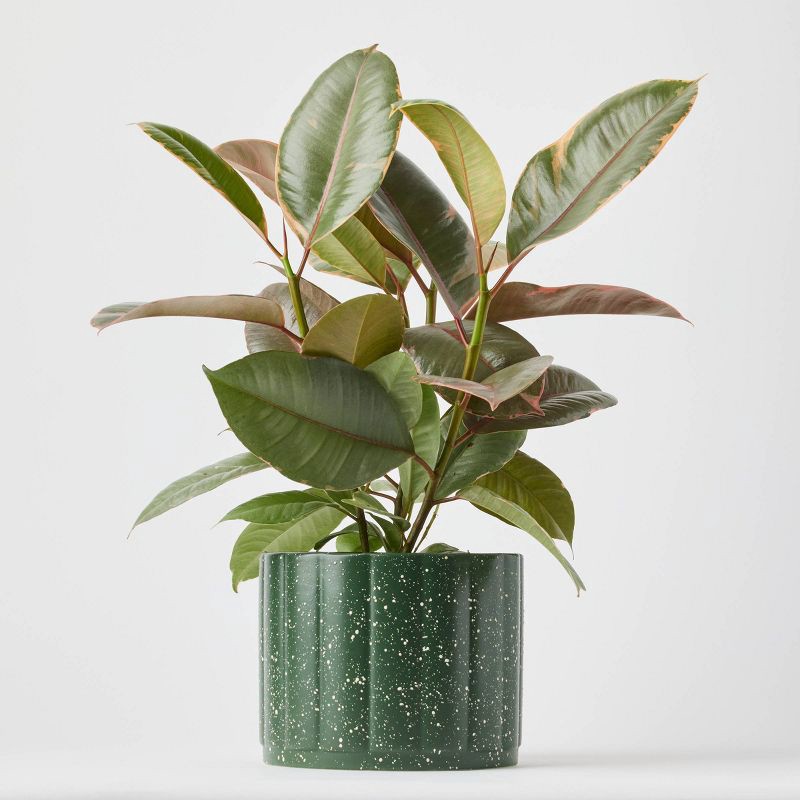 slide 4 of 9, Holiday Evergreen Winter Live Plant(It May Vary) - Good Little Garden™, 1 ct