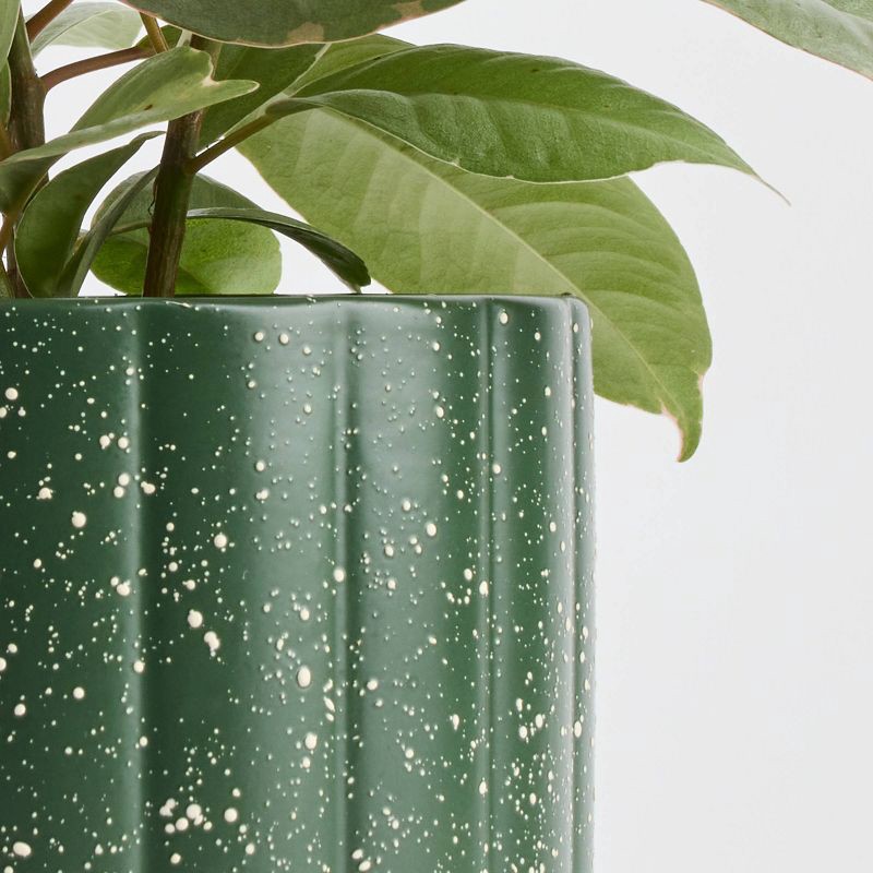 slide 5 of 9, Holiday Evergreen Winter Live Plant(It May Vary) - Good Little Garden™, 1 ct