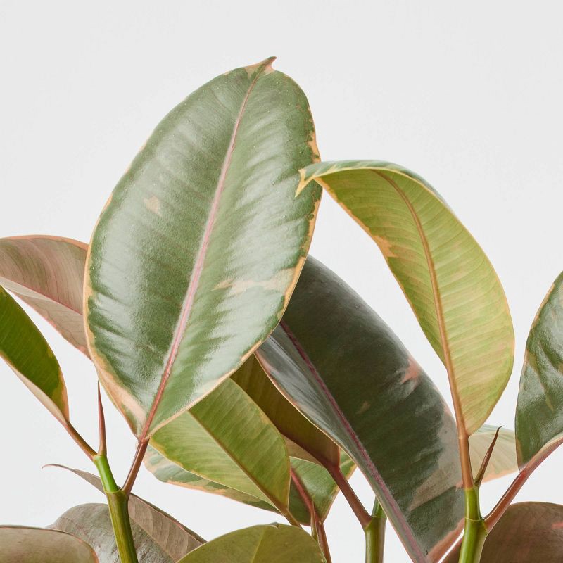 slide 6 of 9, Holiday Evergreen Winter Live Plant(It May Vary) - Good Little Garden™, 1 ct