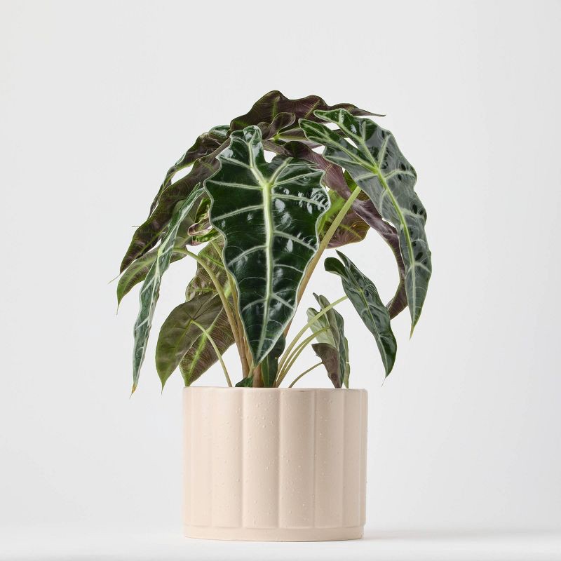 slide 7 of 9, Holiday Evergreen Winter Live Plant(It May Vary) - Good Little Garden™, 1 ct