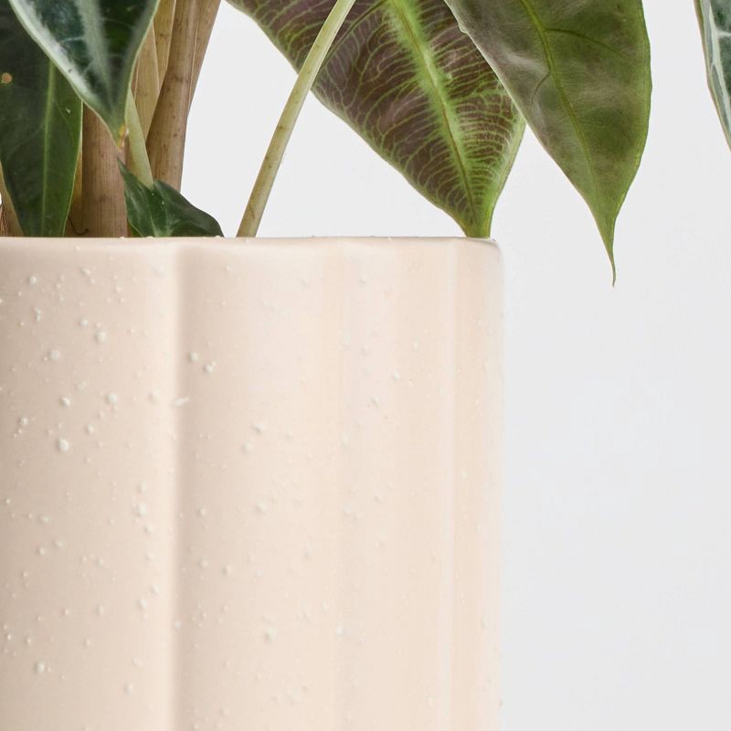 slide 8 of 9, Holiday Evergreen Winter Live Plant(It May Vary) - Good Little Garden™, 1 ct