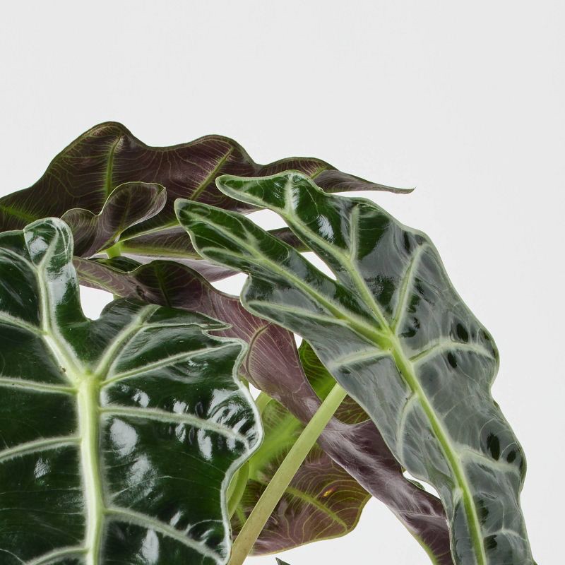 slide 9 of 9, Holiday Evergreen Winter Live Plant(It May Vary) - Good Little Garden™, 1 ct