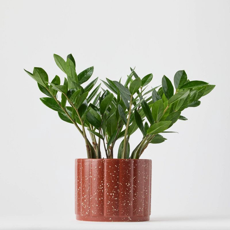 slide 1 of 9, Holiday Evergreen Winter Live Plant(It May Vary) - Good Little Garden™, 1 ct