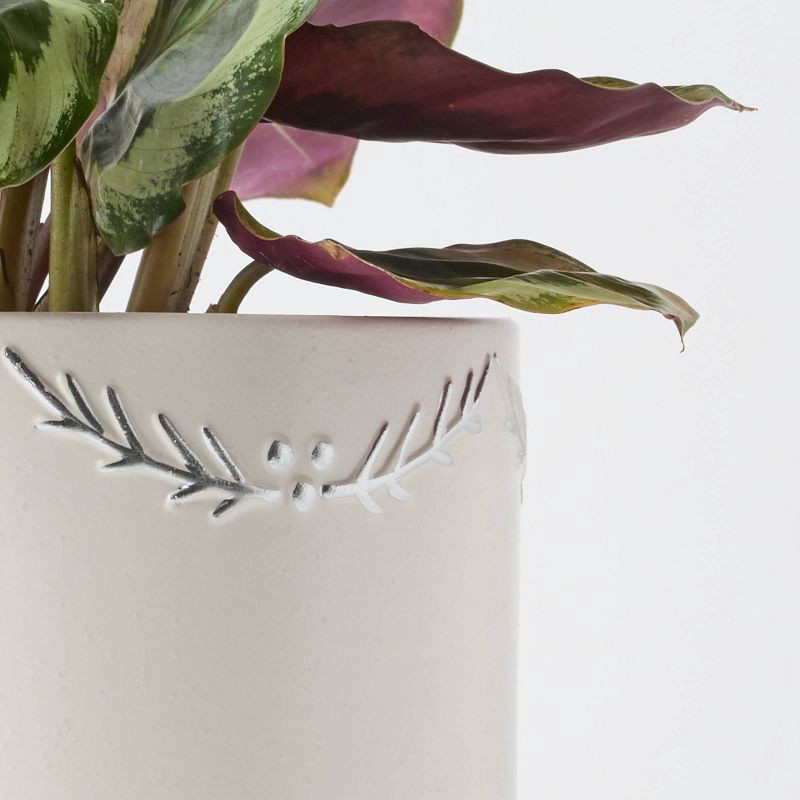 slide 2 of 6, Holiday First Frost Live Plant(It May Vary) - Good Little Garden™, 1 ct