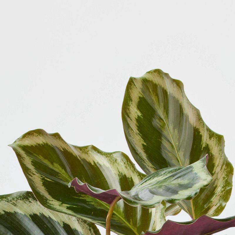 slide 3 of 6, Holiday First Frost Live Plant(It May Vary) - Good Little Garden™, 1 ct