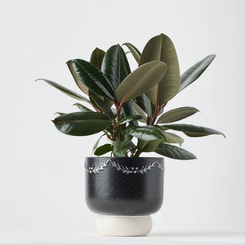 slide 4 of 6, Holiday First Frost Live Plant(It May Vary) - Good Little Garden™, 1 ct