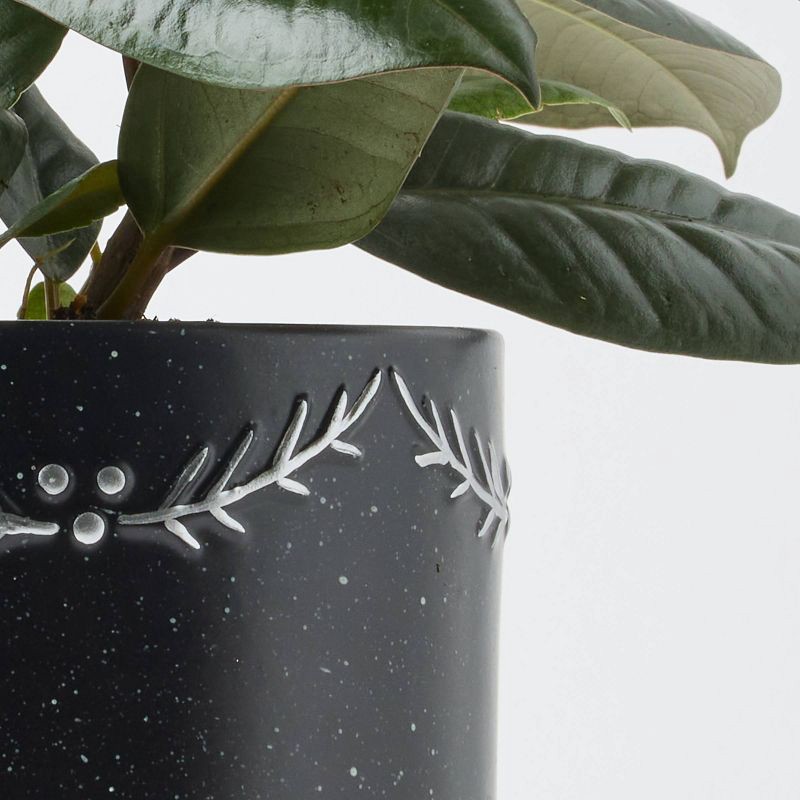 slide 5 of 6, Holiday First Frost Live Plant(It May Vary) - Good Little Garden™, 1 ct