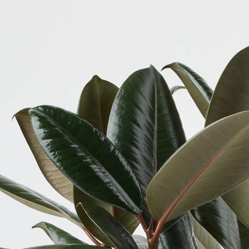 slide 6 of 6, Holiday First Frost Live Plant(It May Vary) - Good Little Garden™, 1 ct