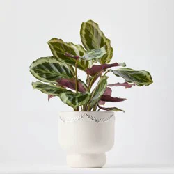 Holiday First Frost Live Plant(It May Vary) - Good Little Garden™