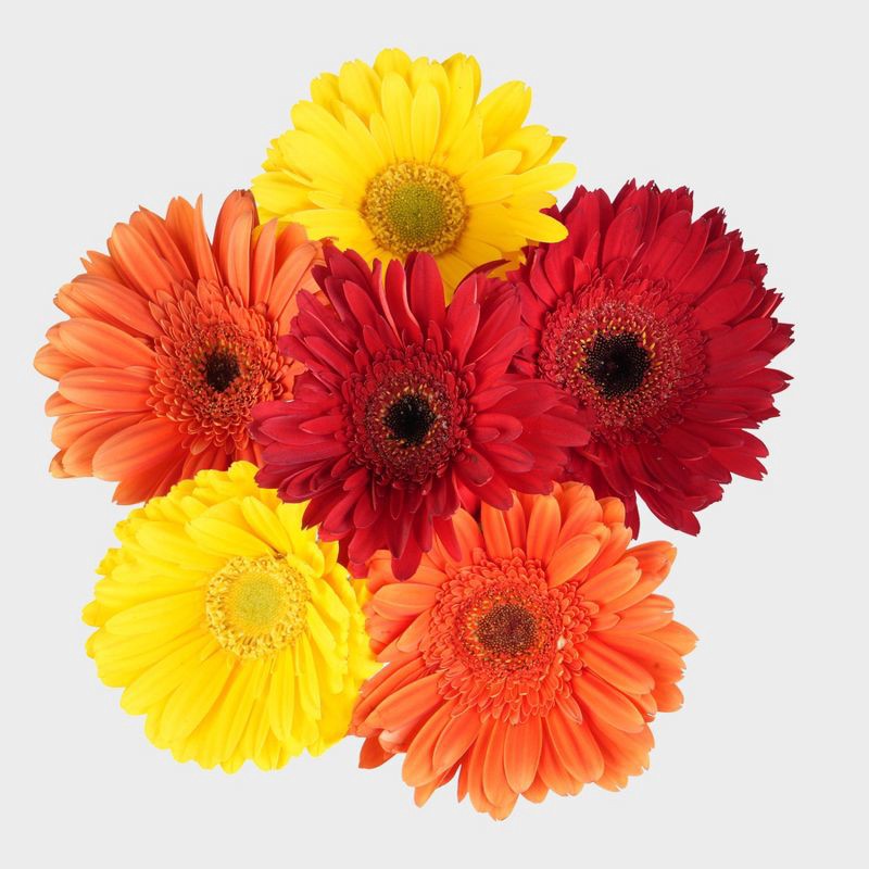 slide 2 of 2, Fresh Cut Gerbera Flower Bouquet - Good Little Garden™, 1 ct
