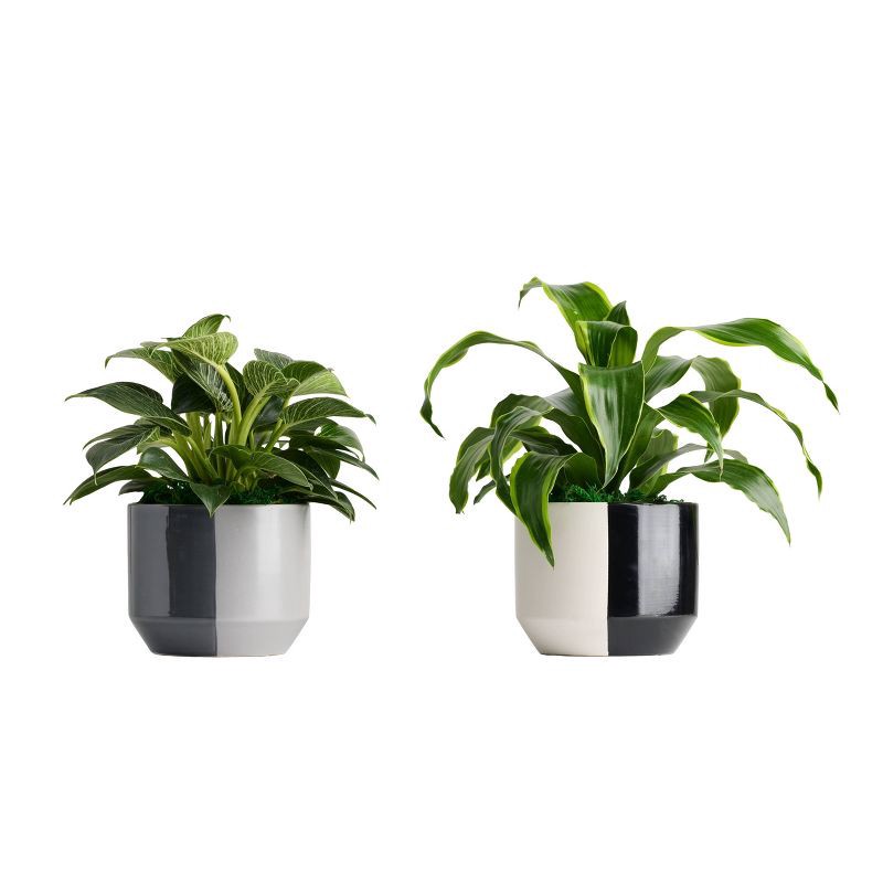 slide 1 of 2, LiveTrends Daguerre, 1 ct