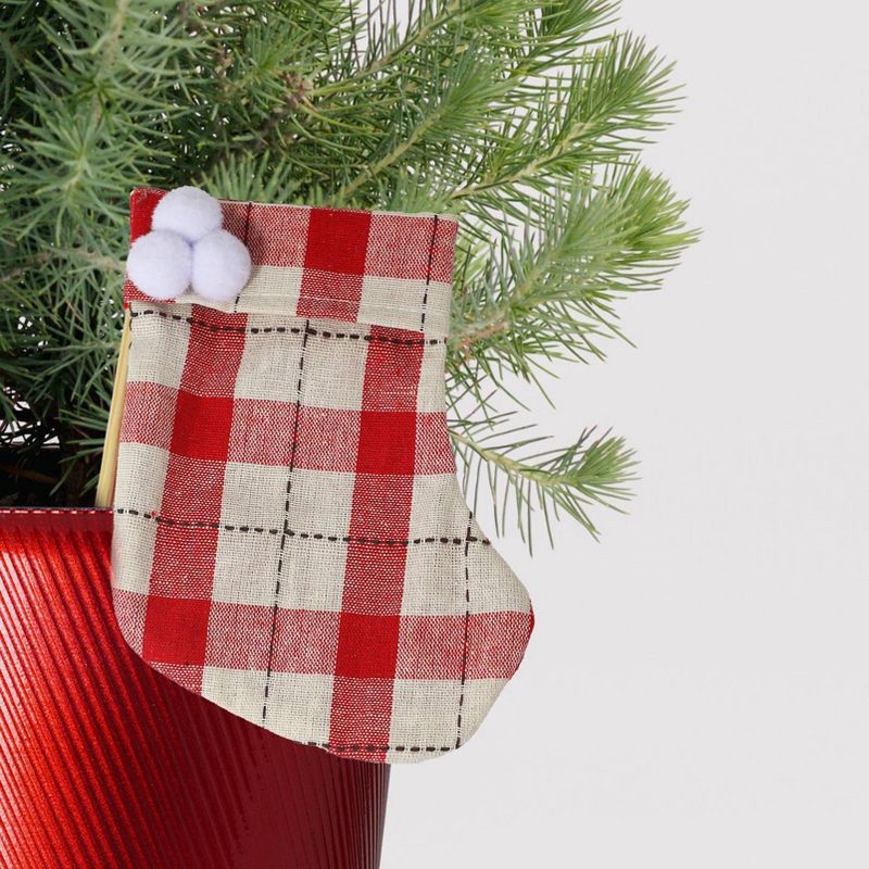 slide 2 of 4, 6.5" Italian Stone Pine, 1 ct