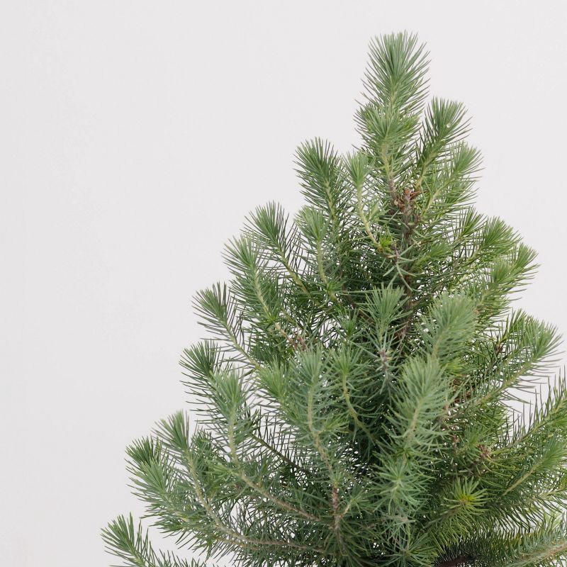 slide 3 of 4, 6.5" Italian Stone Pine, 1 ct