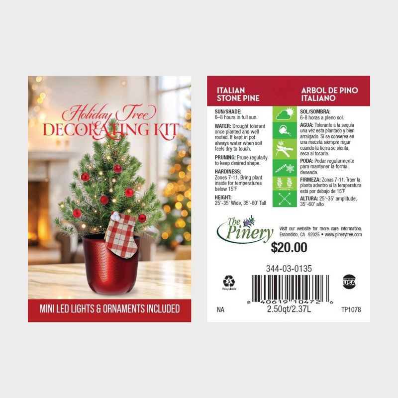 slide 4 of 4, 6.5" Italian Stone Pine, 1 ct