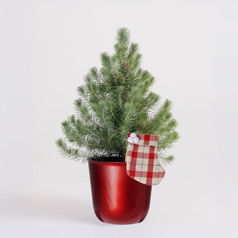 slide 1 of 4, 6.5" Italian Stone Pine, 1 ct