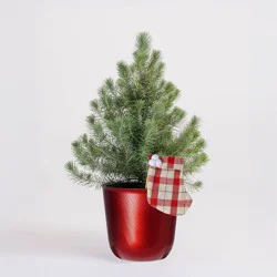 6.5" Italian Stone Pine