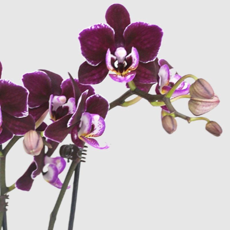 slide 2 of 7, 2" Valentine's Day Heart Orchid Pink/Purple - Good Little Garden™, 1 ct