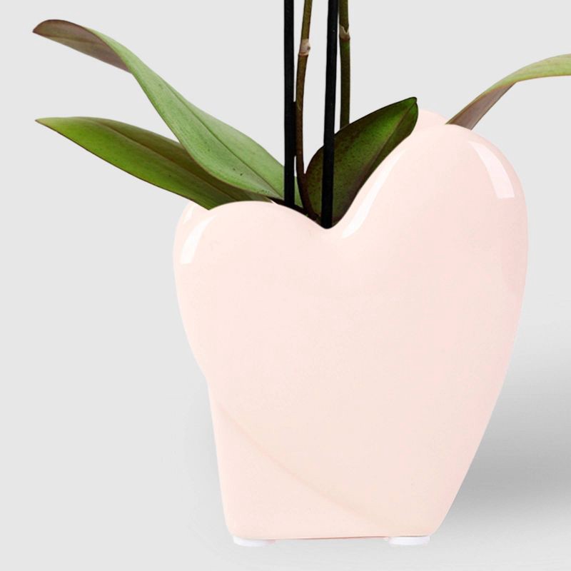 slide 3 of 7, 2" Valentine's Day Heart Orchid Pink/Purple - Good Little Garden™, 1 ct