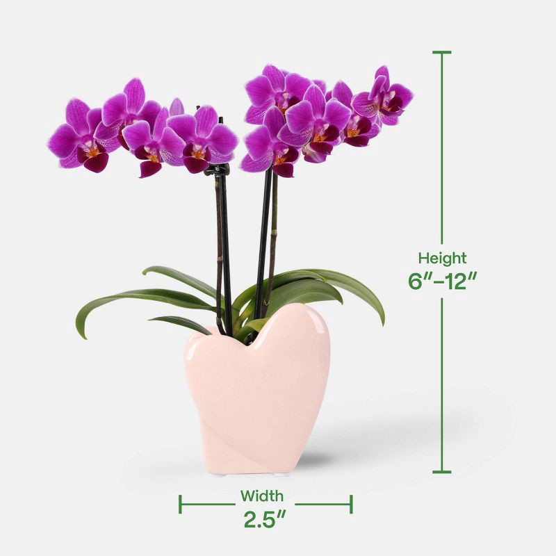 slide 4 of 7, 2" Valentine's Day Heart Orchid Pink/Purple - Good Little Garden™, 1 ct