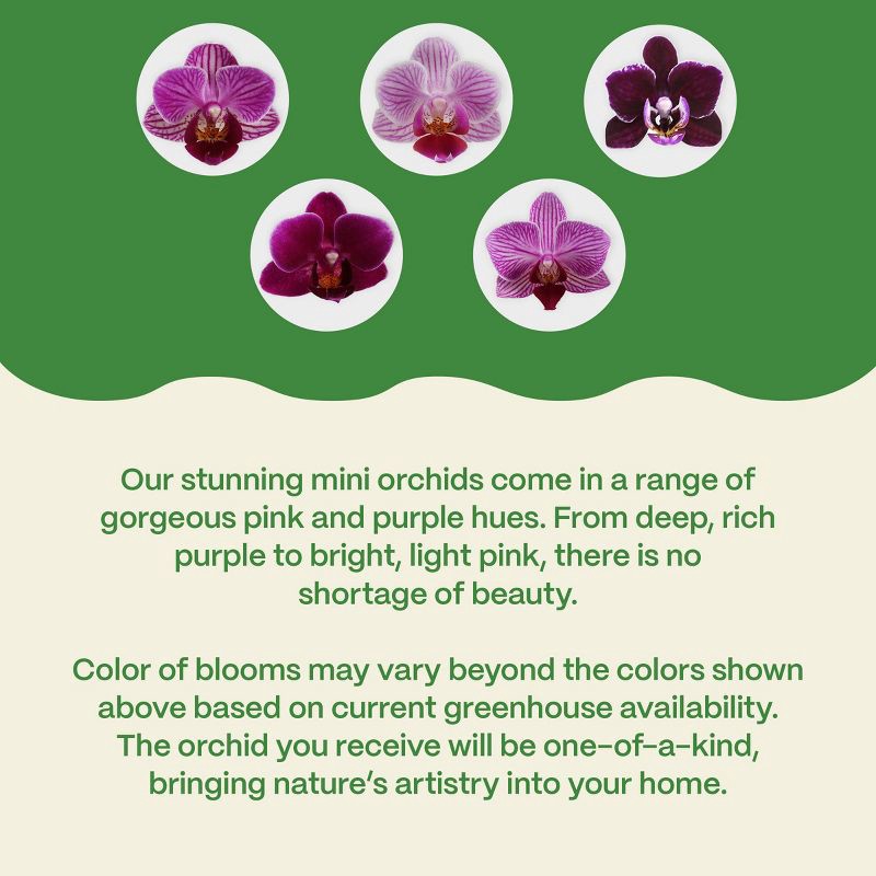 slide 5 of 7, 2" Valentine's Day Heart Orchid Pink/Purple - Good Little Garden™, 1 ct