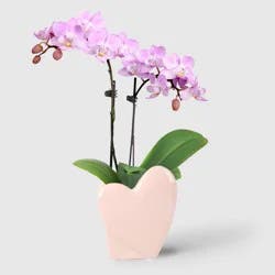 2" Valentine's Day Heart Orchid Pink/Purple - Good Little Garden™