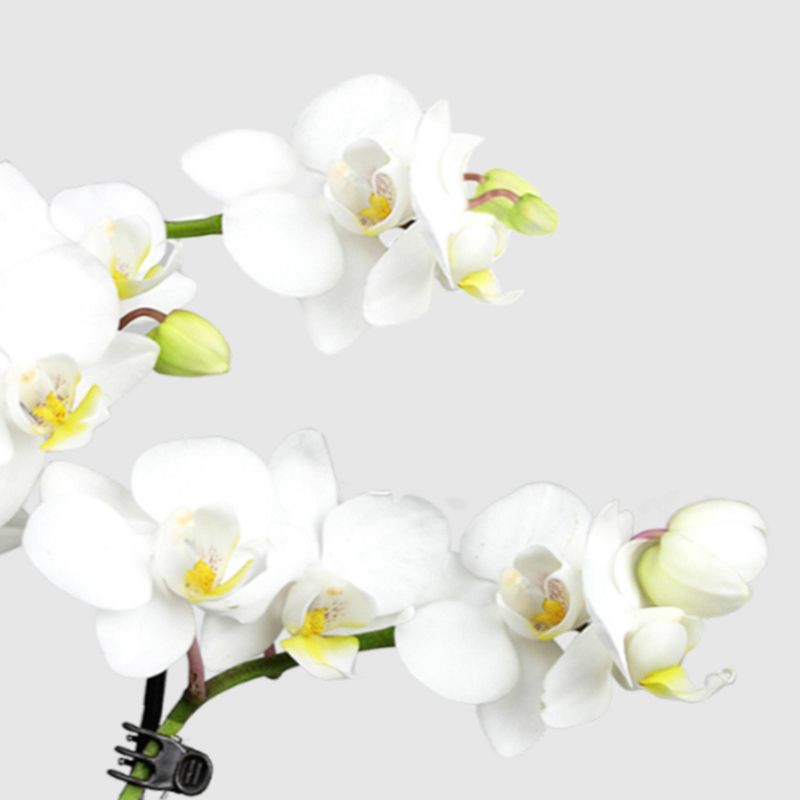 slide 2 of 7, 2" Valentine's Day Heart Orchid White - Good Little Garden™, 1 ct