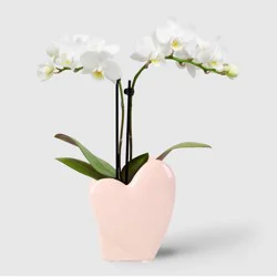 2" Valentine's Day Heart Orchid White - Good Little Garden™