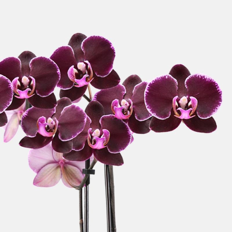 slide 2 of 7, 5" Valentine's Day Orchid Pink/Purple - Good Little Garden™, 1 ct