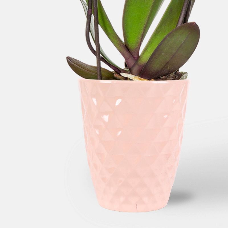 slide 3 of 7, 5" Valentine's Day Orchid Pink/Purple - Good Little Garden™, 1 ct